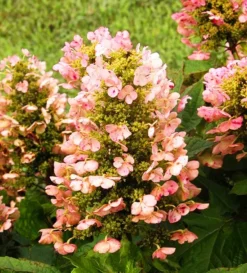 Munchkin Oakleaf Hydrangea 5 Munchkin Oakleaf Hydrangea -The Tree Center Munchkin Oakleaf Hydrangea 2 jpg webp