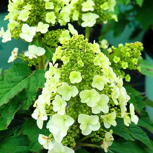 Munchkin Oakleaf Hydrangea 2 Munchkin Oakleaf Hydrangea - Image 2