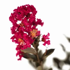 Mystic Magenta Black Diamond Crape Myrtle -The Tree Center Mystic Magenta Black Diamond Crape Myrtle 7G 03 copy 600x600 1