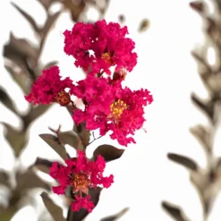Mystic Magenta Black Diamond Crape Myrtle -The Tree Center Mystic Magenta Black Diamond Crape Myrtle 7G 04 copy 600x600 1