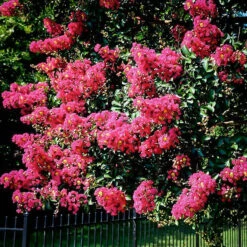 Mystic Magenta Black Diamond Crape Myrtle -The Tree Center Mystic Magenta Crape Myrtle 02 600x600 1