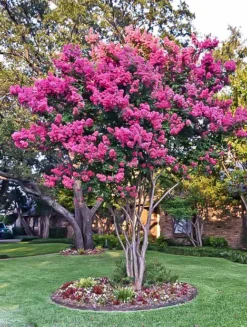 Mystic Magenta Black Diamond Crape Myrtle -The Tree Center Mystic Magenta Crape Myrtle 3.jpg jpg webp