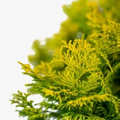 Nana Lutea Dwarf Hinoki Cypress -The Tree Center Nana Lutea Dwarf Hinoki Cypress 3G 04 600x600 1