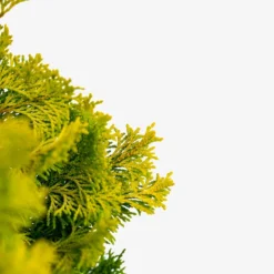 Nana Lutea Dwarf Hinoki Cypress -The Tree Center Nana Lutea Dwarf Hinoki Cypress 3G 05 600x600 1