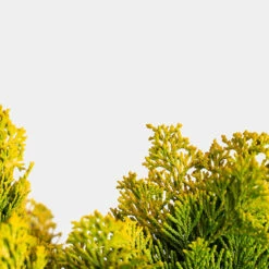 Nana Lutea Dwarf Hinoki Cypress - Tree Form -The Tree Center Nana Lutea Dwarf Hinoki Cypress 5G 02 copy 1 600x600 1
