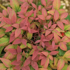 Blush Pink™ Nandina -The Tree Center Nandina Blush Pink 1 copy jpg