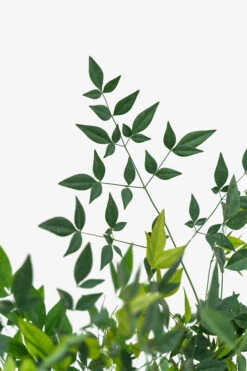 Nandina Domestica Heavenly Bamboo -The Tree Center Nandina Domestica Heavenly Bamboo 3G 05 600x900 1