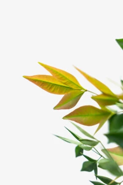 Nandina Domestica Heavenly Bamboo -The Tree Center Nandina Domestica Heavenly Bamboo 3G 08 600x900 1