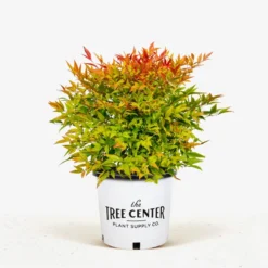 Moon Bay Nandina -The Tree Center Nandina Moon Bay 3G 01 jpg 600x600 1