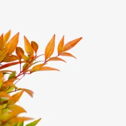 Moon Bay Nandina -The Tree Center Nandina Moon Bay 3G 02 600x600 1