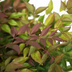 Obsession Nandina -The Tree Center Nandina Obsession 3G 04 600x600 1