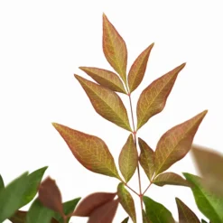 Obsession Nandina -The Tree Center Nandina Obsession 3G 05 600x600 1