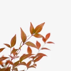 Tuscan Flame Nandina -The Tree Center Nandina Tuscan Flame 3G 02 600x600 1