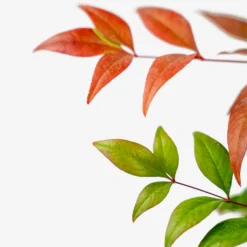 Tuscan Flame Nandina -The Tree Center Nandina Tuscan Flame 3G 03 600x600 1