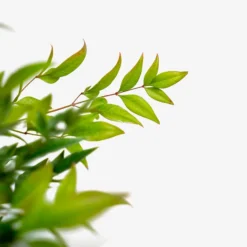 Tuscan Flame Nandina -The Tree Center Nandina Tuscan Flame 3G 04 600x600 1