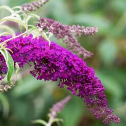 Nanho Purple Butterfly Bush -The Tree Center Nanho Purple Butterfly Bush 1 copy 600x600 1