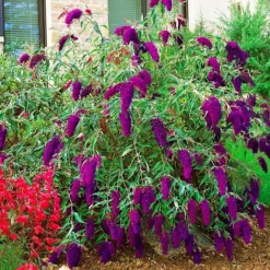 Nanho Purple Butterfly Bush -The Tree Center Nanho Purple Butterfly Bush 3 copy jpg webp