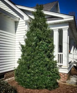 Nasa Holly -The Tree Center Nasa Holly 01 1 jpg webp