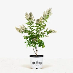 Natchez Crape Myrtle Tree -The Tree Center Natchez Crape Myrtle 7G 01 1 600x600 1