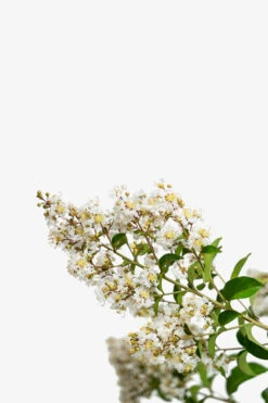 Natchez Crape Myrtle Tree -The Tree Center Natchez Crape Myrtle 7G 03 600x900 1