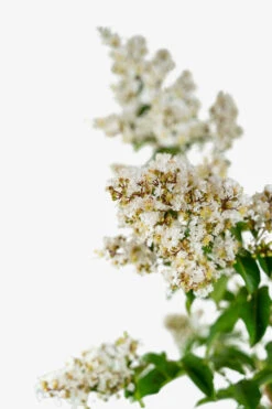 Natchez Crape Myrtle Tree
