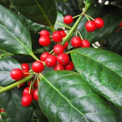 Nellie Stevens Holly 7 Nellie Stevens Holly -The Tree Center Nellie Stevens Holly 2 copy jpg