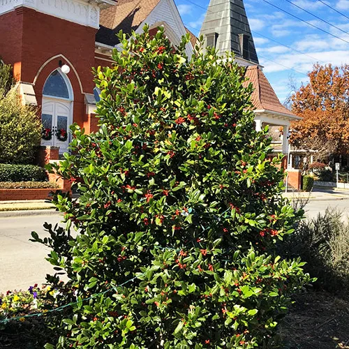 Nellie Stevens Holly 1 Nellie Stevens Holly