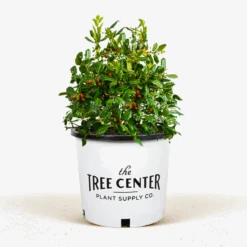 Nellie Stevens Holly 8 Nellie Stevens Holly -The Tree Center Nellie Stevens Holly 5G 01 600x600 1