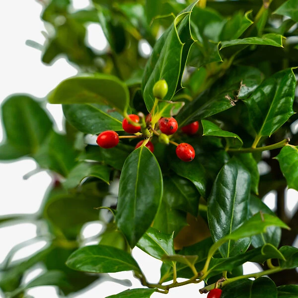 Nellie Stevens Holly 2 Nellie Stevens Holly - Image 2