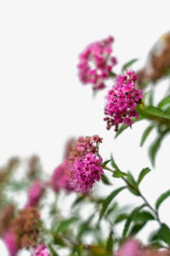 Neon Flash Spirea -The Tree Center Neon Flash Spirea 3G 02 600x900 1