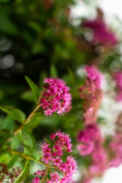 Neon Flash Spirea -The Tree Center Neon Flash Spirea 3G 07 copy 600x900 1