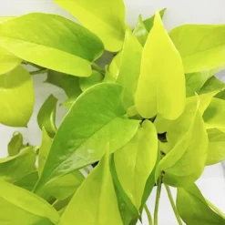 Neon Pothos -The Tree Center Neon Pothos 3 copy jpg webp