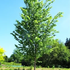 New Harmony Elm -The Tree Center New Harmony Elm 2 copy jpg webp