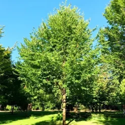 New Harmony Elm -The Tree Center New Harmony Elm 3 copy jpg webp