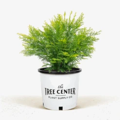 Night Light Hinoki Cypress 7 Night Light Hinoki Cypress -The Tree Center Night Light Hinoki Cypress 3G 01 600x600 1