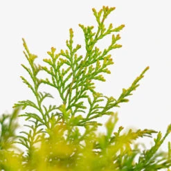 Night Light Hinoki Cypress 9 Night Light Hinoki Cypress -The Tree Center Night Light Hinoki Cypress 3G 02 copy 2 600x600 1