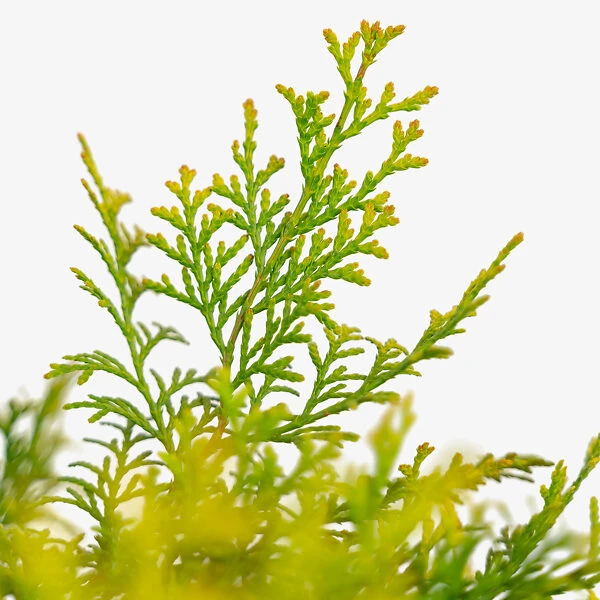 Night Light Hinoki Cypress 5 Night Light Hinoki Cypress - Image 5