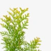 Night Light Hinoki Cypress