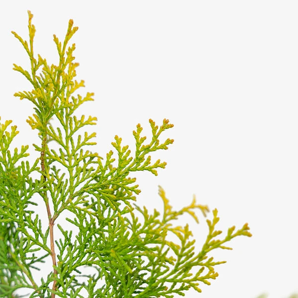 Night Light Hinoki Cypress 2 Night Light Hinoki Cypress - Image 2