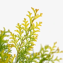 Night Light Hinoki Cypress 8 Night Light Hinoki Cypress -The Tree Center Night Light Hinoki Cypress 3G 05 copy 2 600x600 1