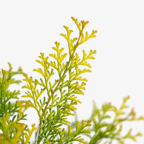 Night Light Hinoki Cypress 4 Night Light Hinoki Cypress - Image 4