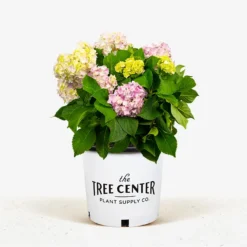 Nikko Blue Hydrangea