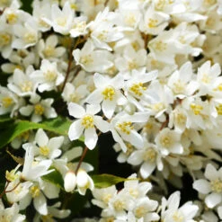 Nikko Deutzia -The Tree Center Nikko Deutzia 1 copy 600x600 1