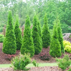North Pole® Arborvitae -The Tree Center North Pole Arborvitae 1 copy jpg