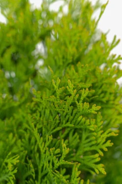 North Pole® Arborvitae -The Tree Center North Pole Arborvitae 3G 04 copy 600x900 1