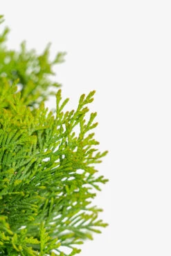 North Pole® Arborvitae -The Tree Center North Pole Arborvitae 3G 05 copy 600x900 1