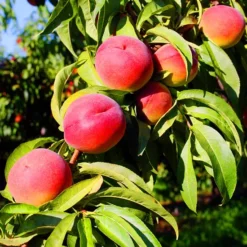 O'Henry Peach Tree 5 O'Henry Peach Tree -The Tree Center OHenry Peach Tree 3 jpg webp