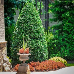 Oak Leaf Holly -The Tree Center Oak Leaf Holly 4 600x600 1