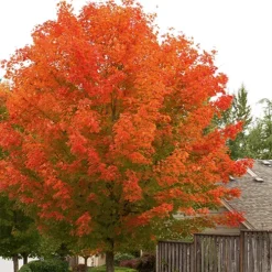 October Glory Maple -The Tree Center October Glory Maple 1 copy jpg