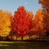 October Glory Maple